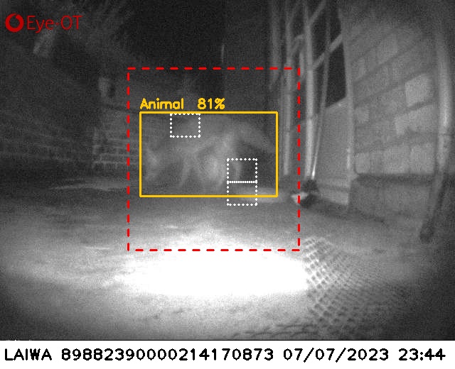 AI Camera detecting Fox moving